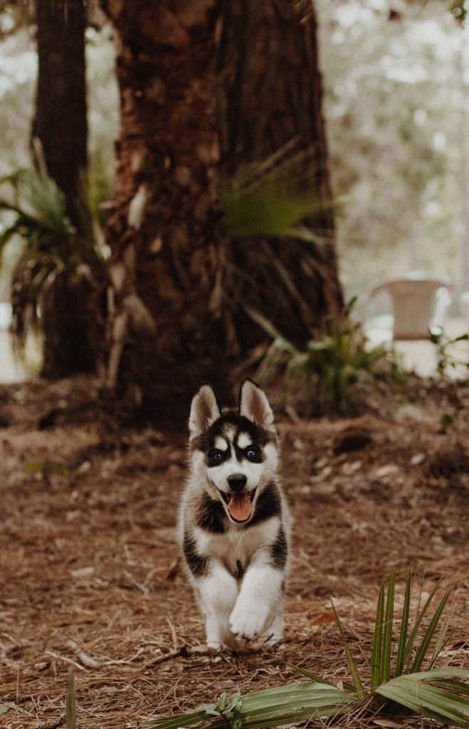 Puppy with good recall sprinting towards owner.