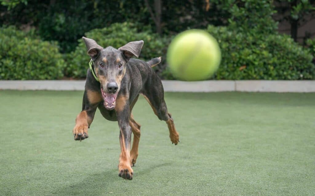 Dog chasing tennis ball.