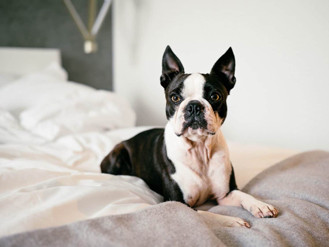 Black and white Boston Terrier as small guard dog on the bed for first-time owners.