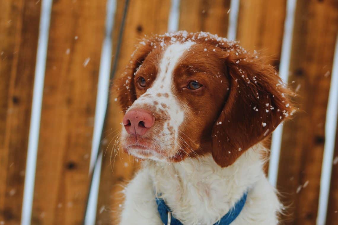 what dog breeds have naturally bobbed tails