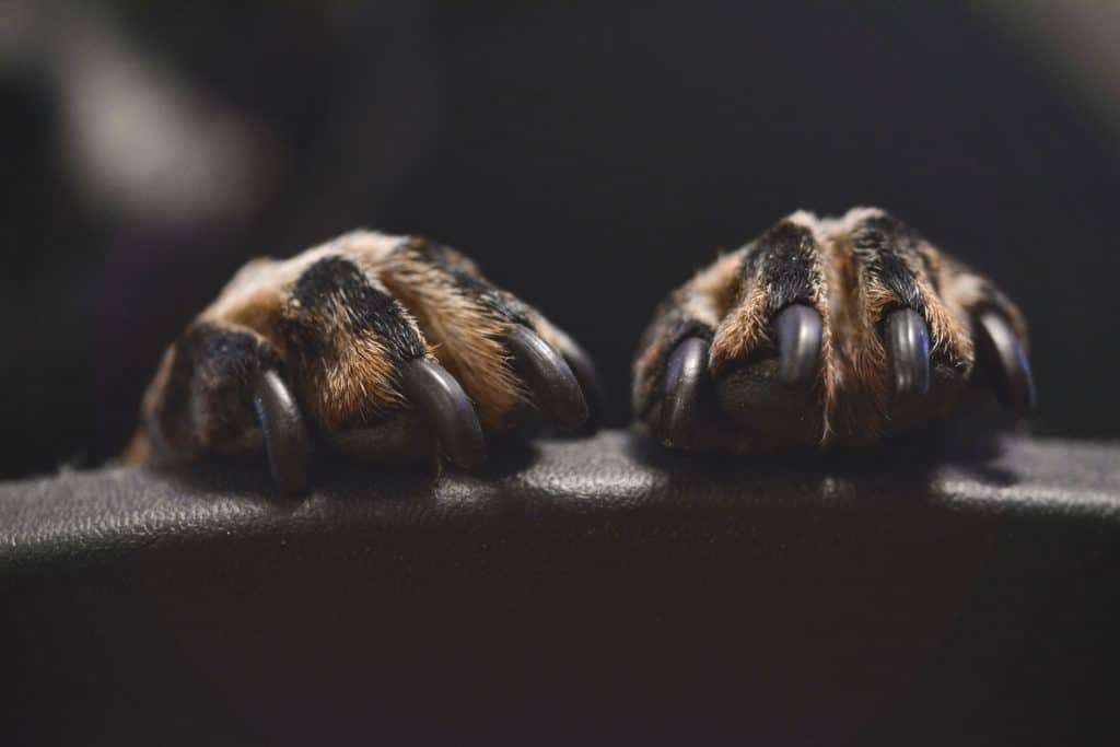 Black and tan dog paws with black nails in front of a black background.
