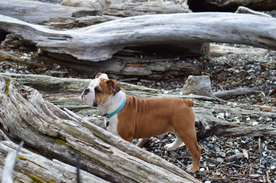 can boxer dogs be born without a tail