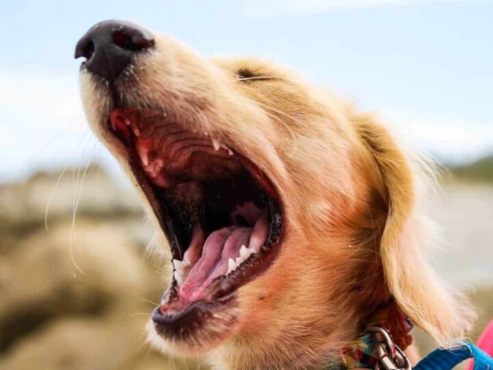 Yawning dog exposing his jowls.