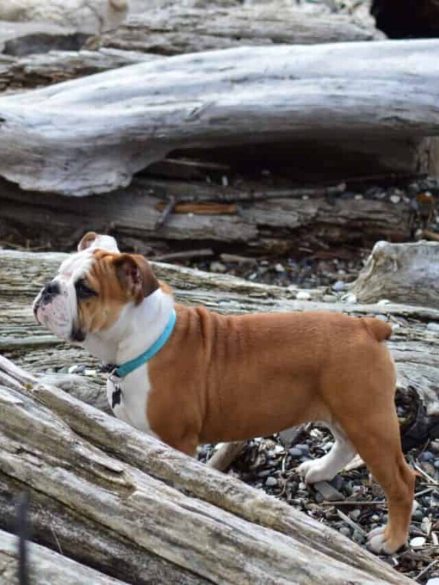 What Is a Renascence Bulldogge?