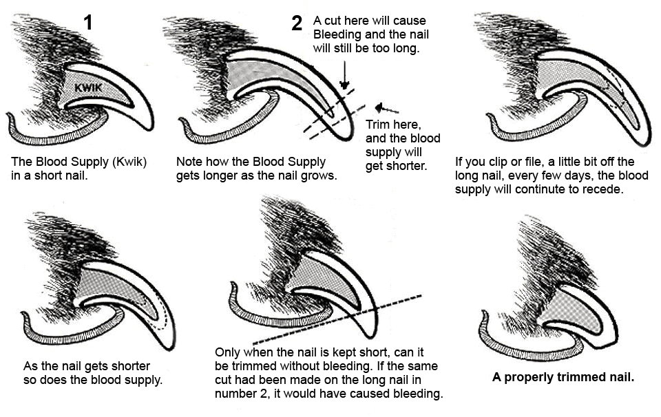 Graphic explaining how to trim dog nails