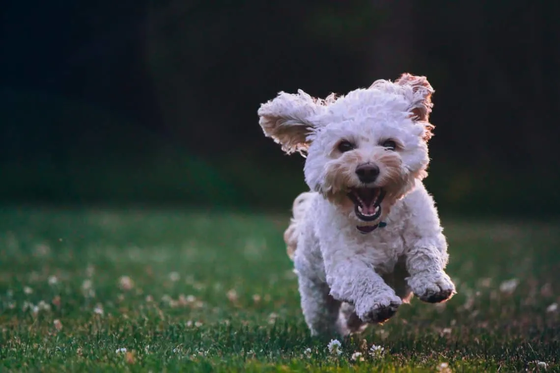 Dog running through the field.