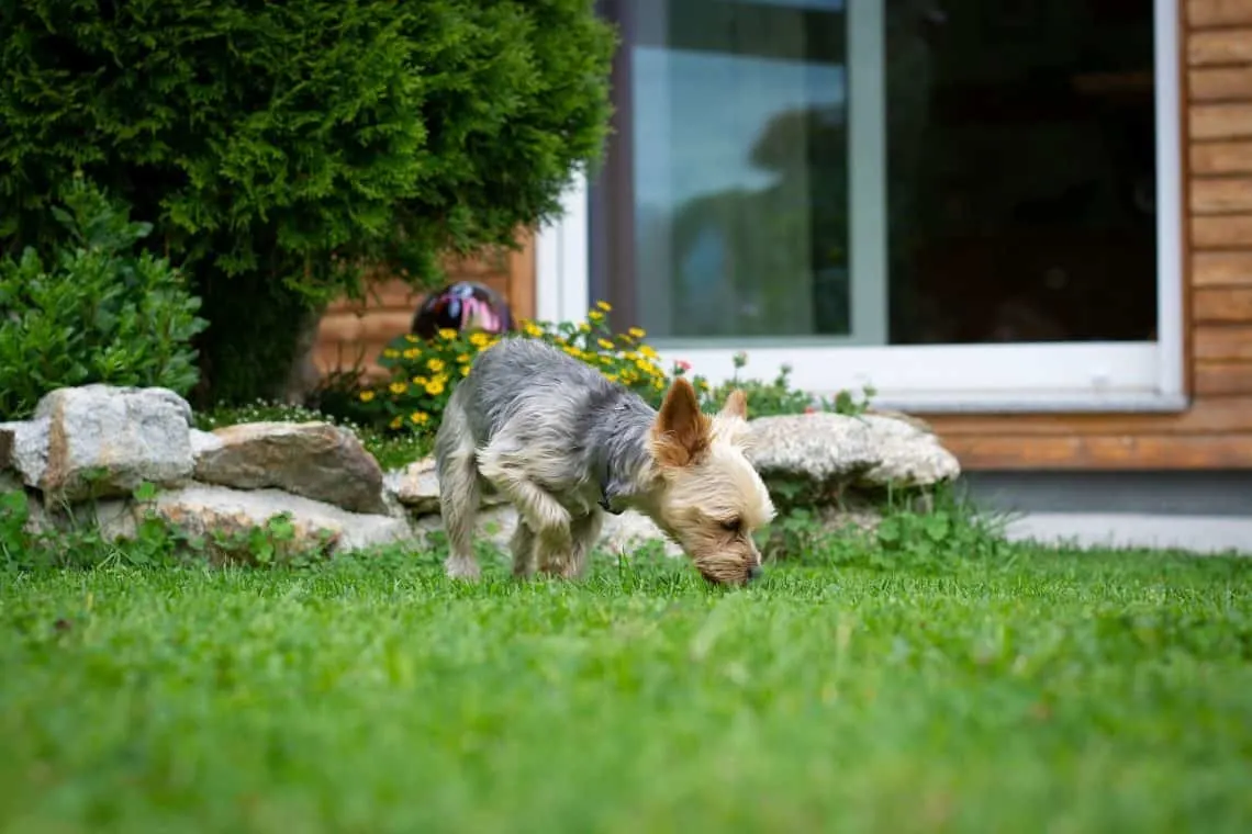 Dog searching in the yard.