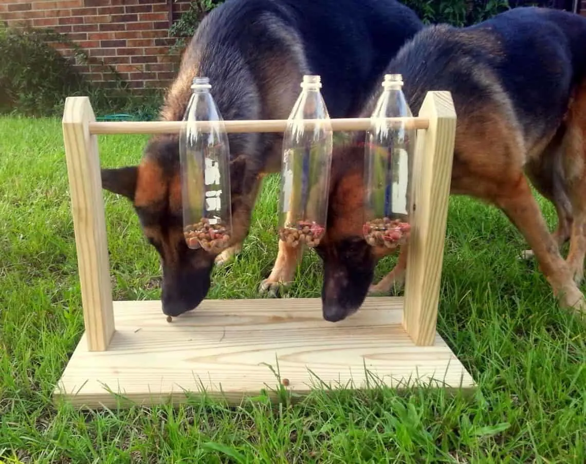 DIY dog bottle toy.