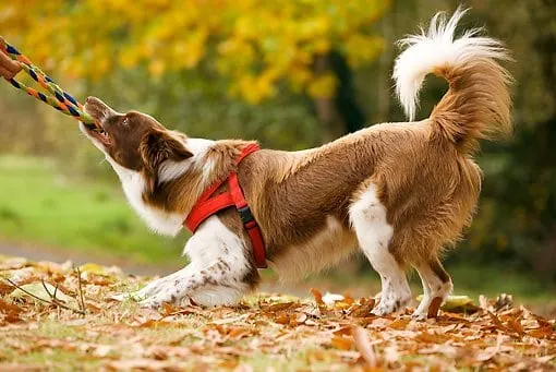 is it good to play tug of war with your puppy