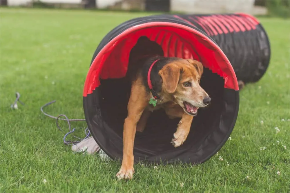 Dog running through a tunnel.