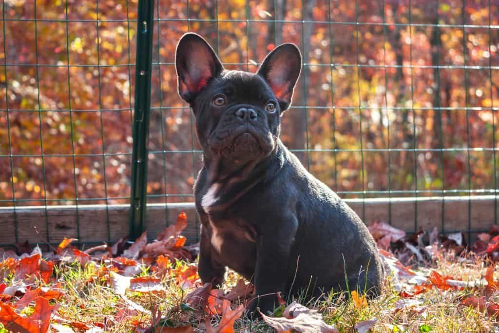 French Bulldog in Autumn