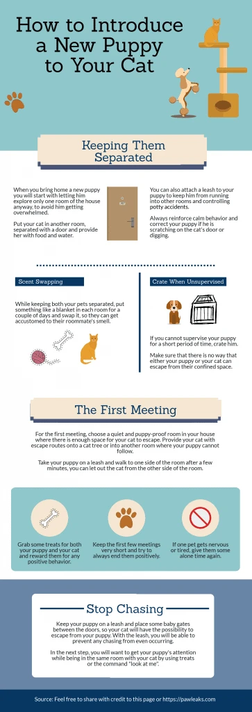 Inforgraphic on how to introduce your new puppy to a cat. From how to keep them separate to the first meeting.