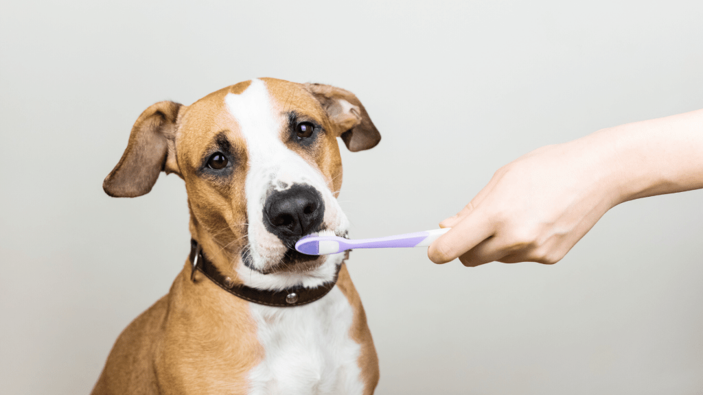 Dog avoids getting his teeth brushed.