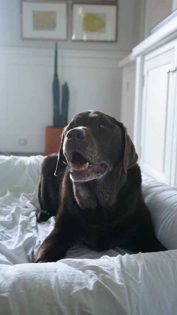 Large senior dog on a dog bed.