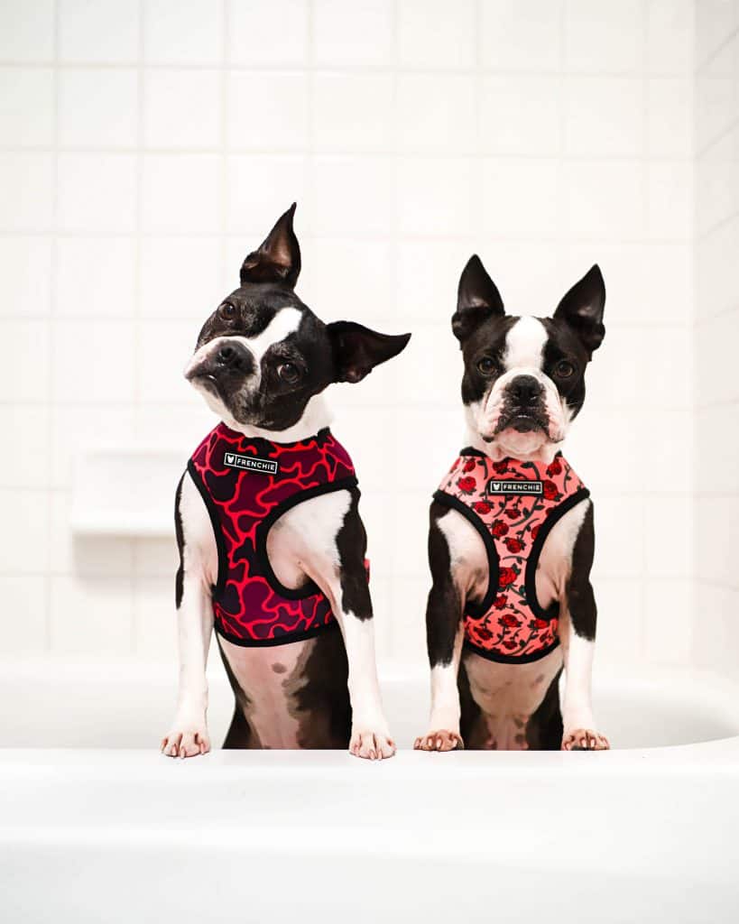 Two Boston Terriers in cute harnesses sitting next to each other.