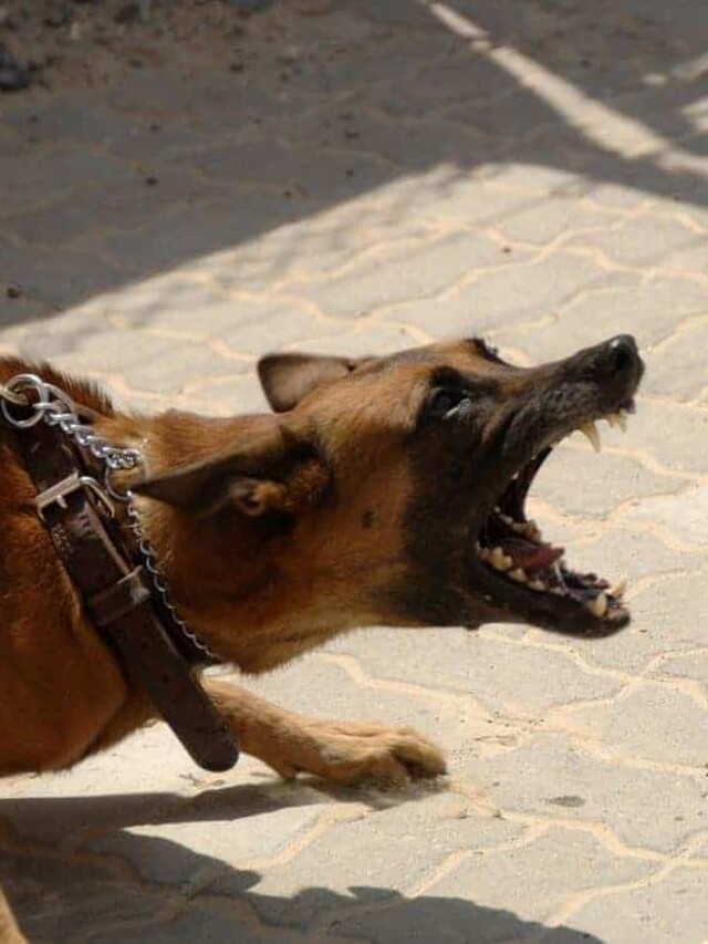 How You Make Your Dog Aggressive PawLeaks