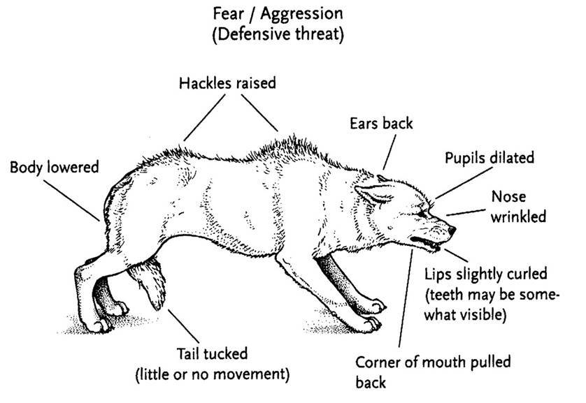 is aggression a learned behavior in dogs