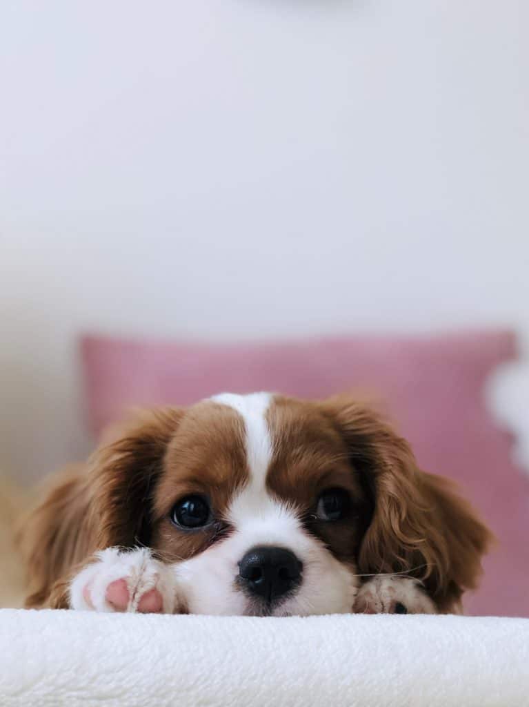 Cavalier King Charles Spaniel lying with the head between the paws.