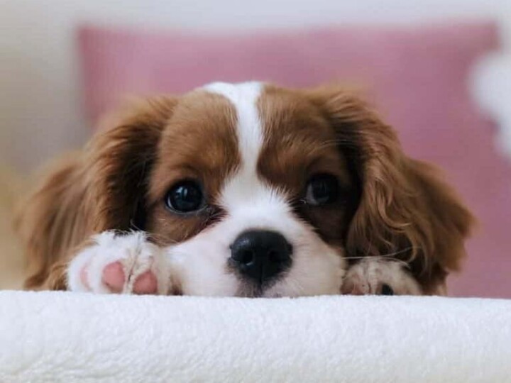 Cavalier King Charles Spaniel lying with the head between the paws.