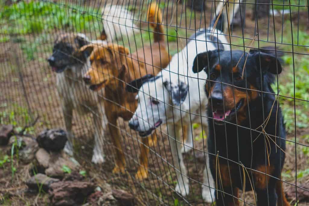 Four dogs confined in a fenced area.