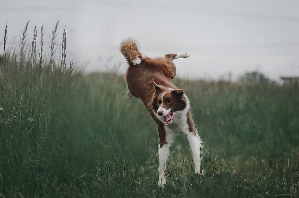 How to Stop a Dog From Jumping When Excited | PawLeaks