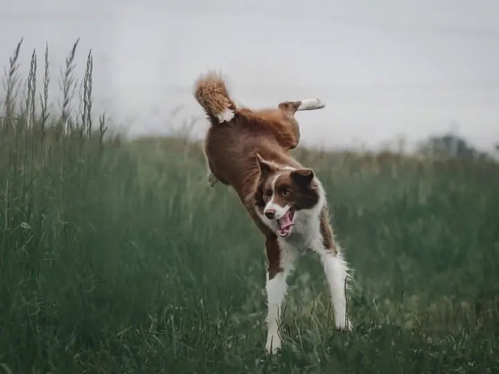 Dog jumping high into the air.