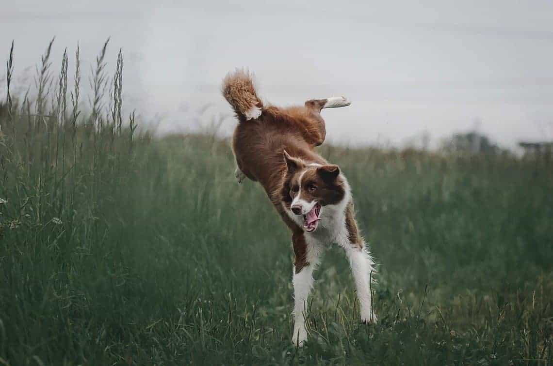 why do dogs get jumpy