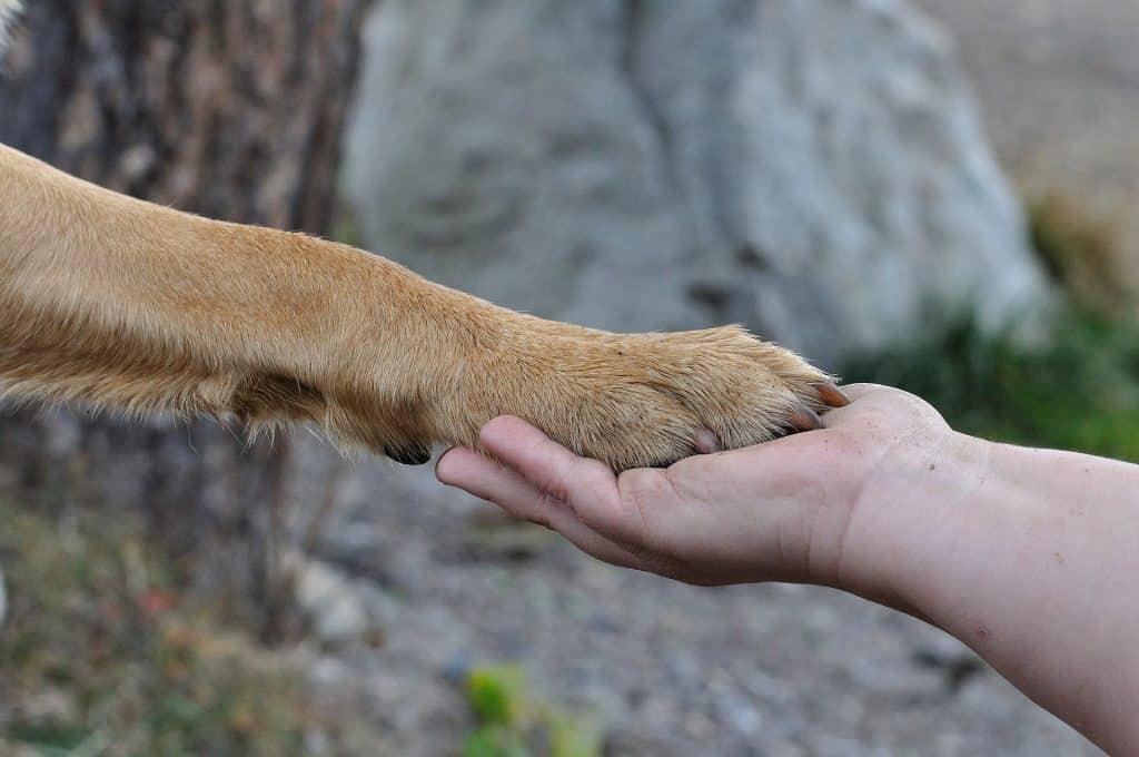 Person holding a dog's hand.