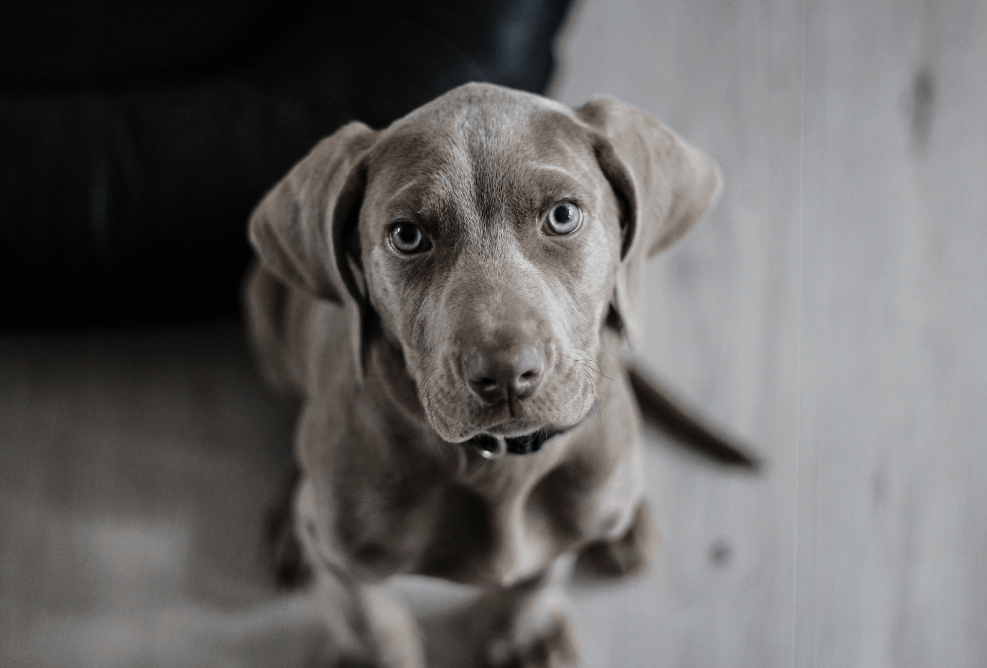 Puppy staring directly at the camera.