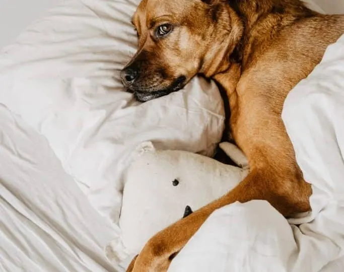 Dog sleeps on pillow with blanket pulled over him.