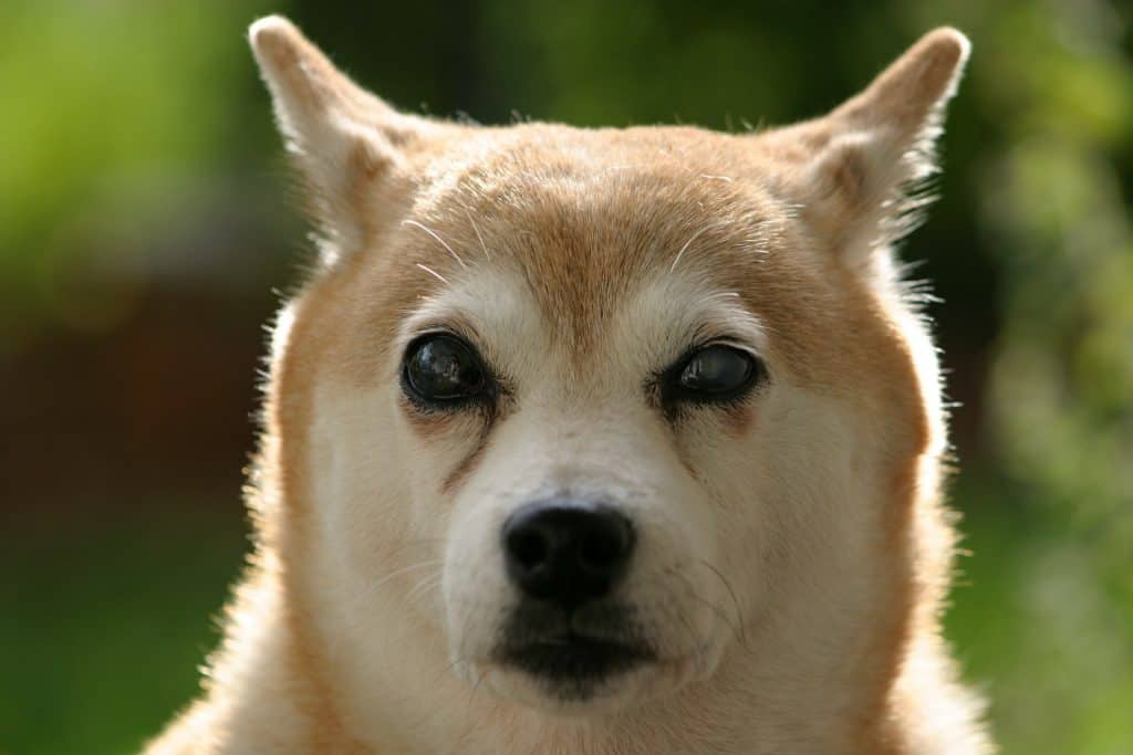 Blind Shiba Inu.