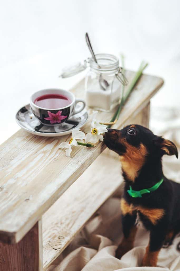 Can Dogs Drink Tea? PawLeaks