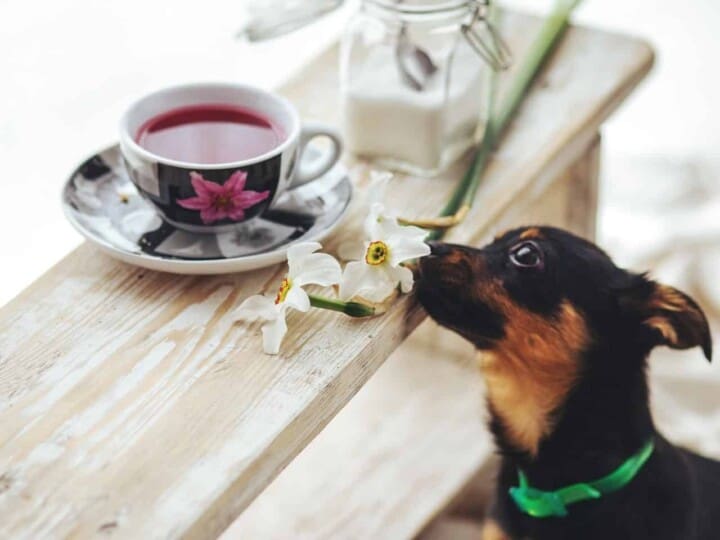 Small dog sitting on bench and begging for the cup of tea on the table.