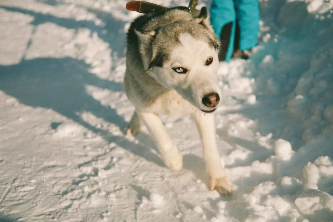 Husky with a snow nose pulling on the leash.