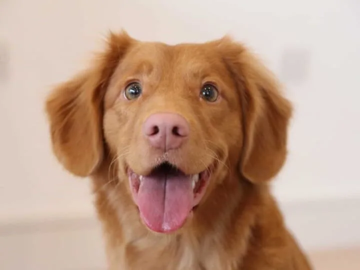 Nova Scotia Duck Tolling Retriever with liver nose.