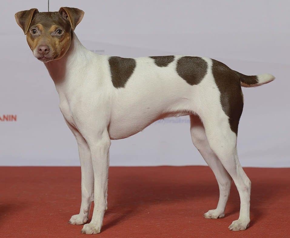 what dog breeds have naturally bobbed tails