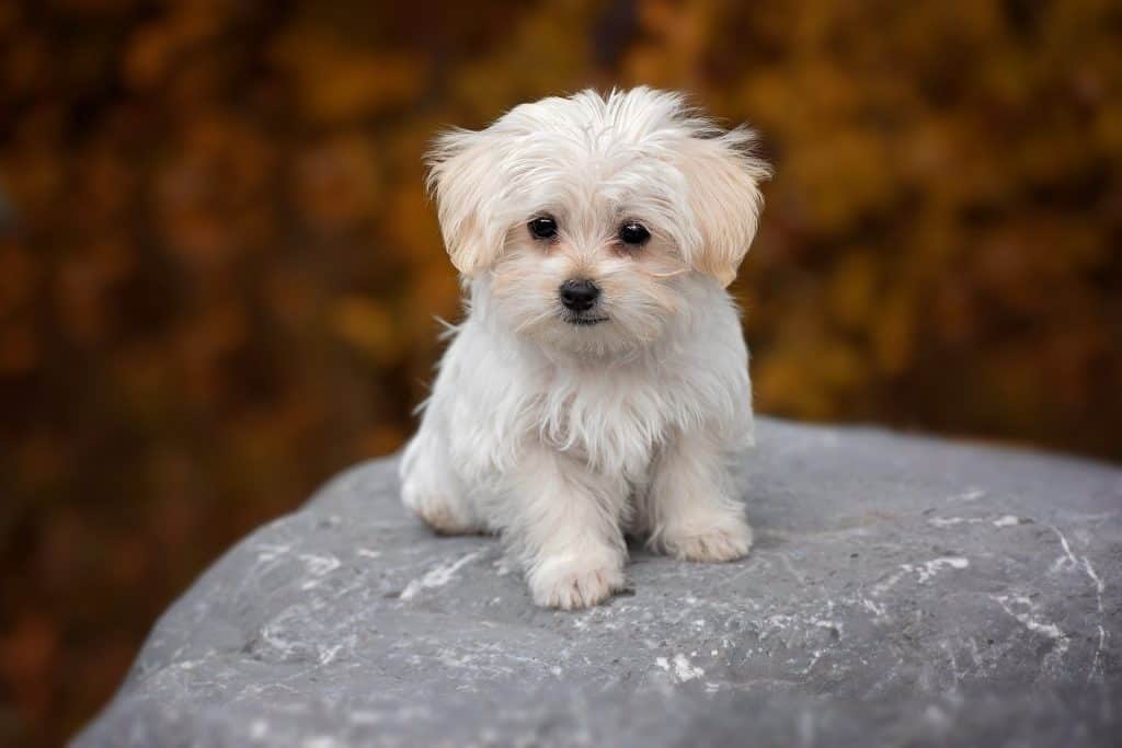 size of maltese dogs