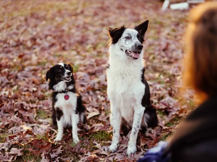 A small black and white dog sits next to a medium-sized black and white dog waiting for commands from a person.