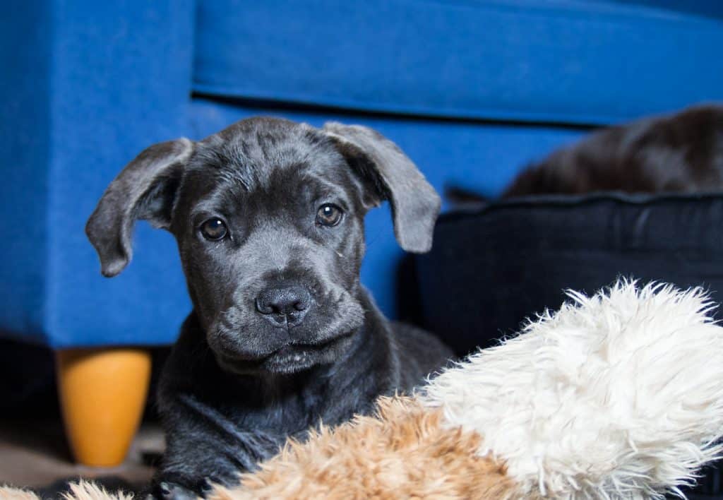 8 Cane Corso Behavior & Developmental Stages | PawLeaks