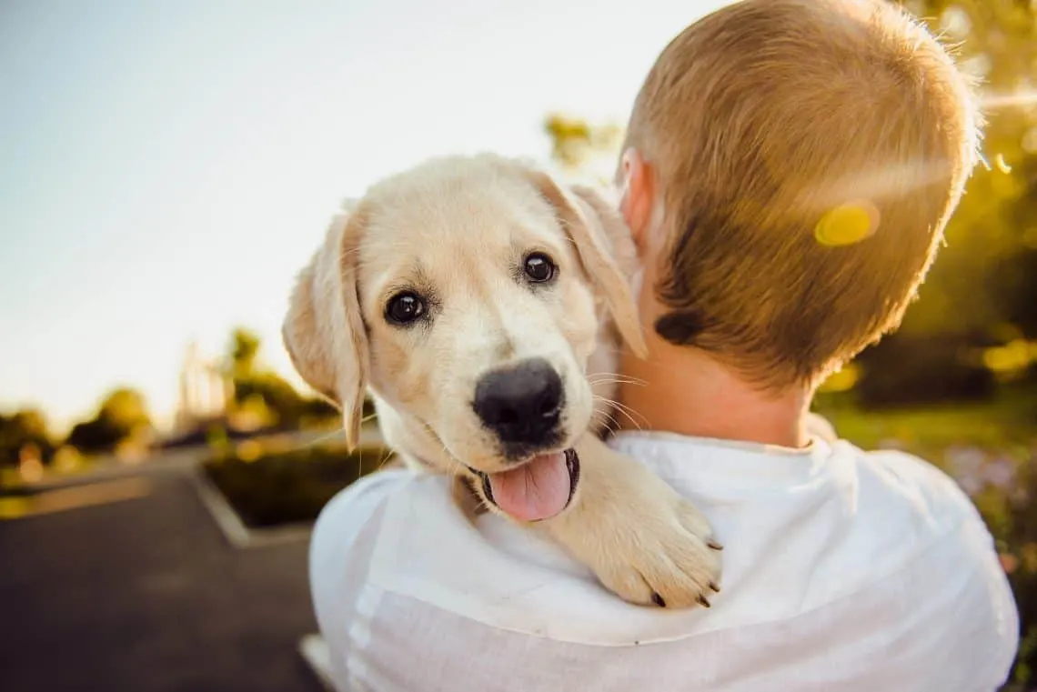 Boy carrying a Golden Retriever puppy.