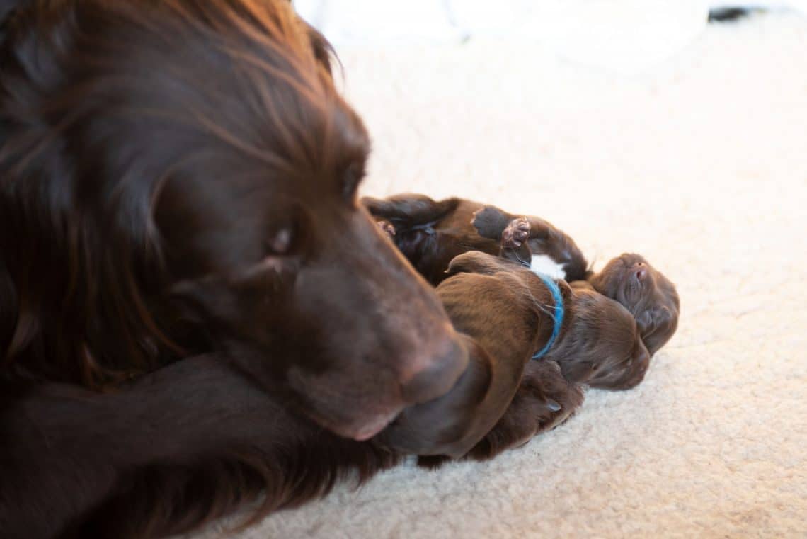 how many litters can a puppy have