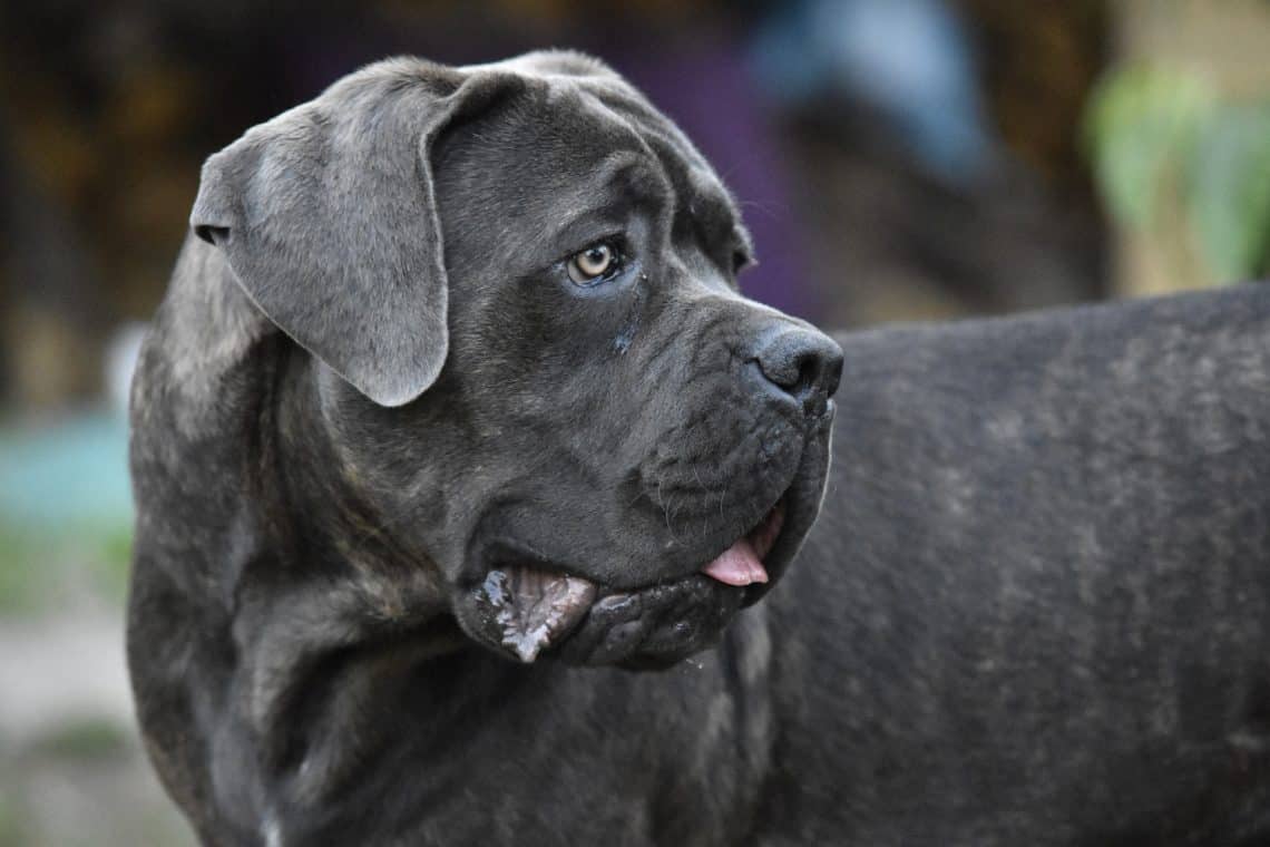 fully grown cane corso