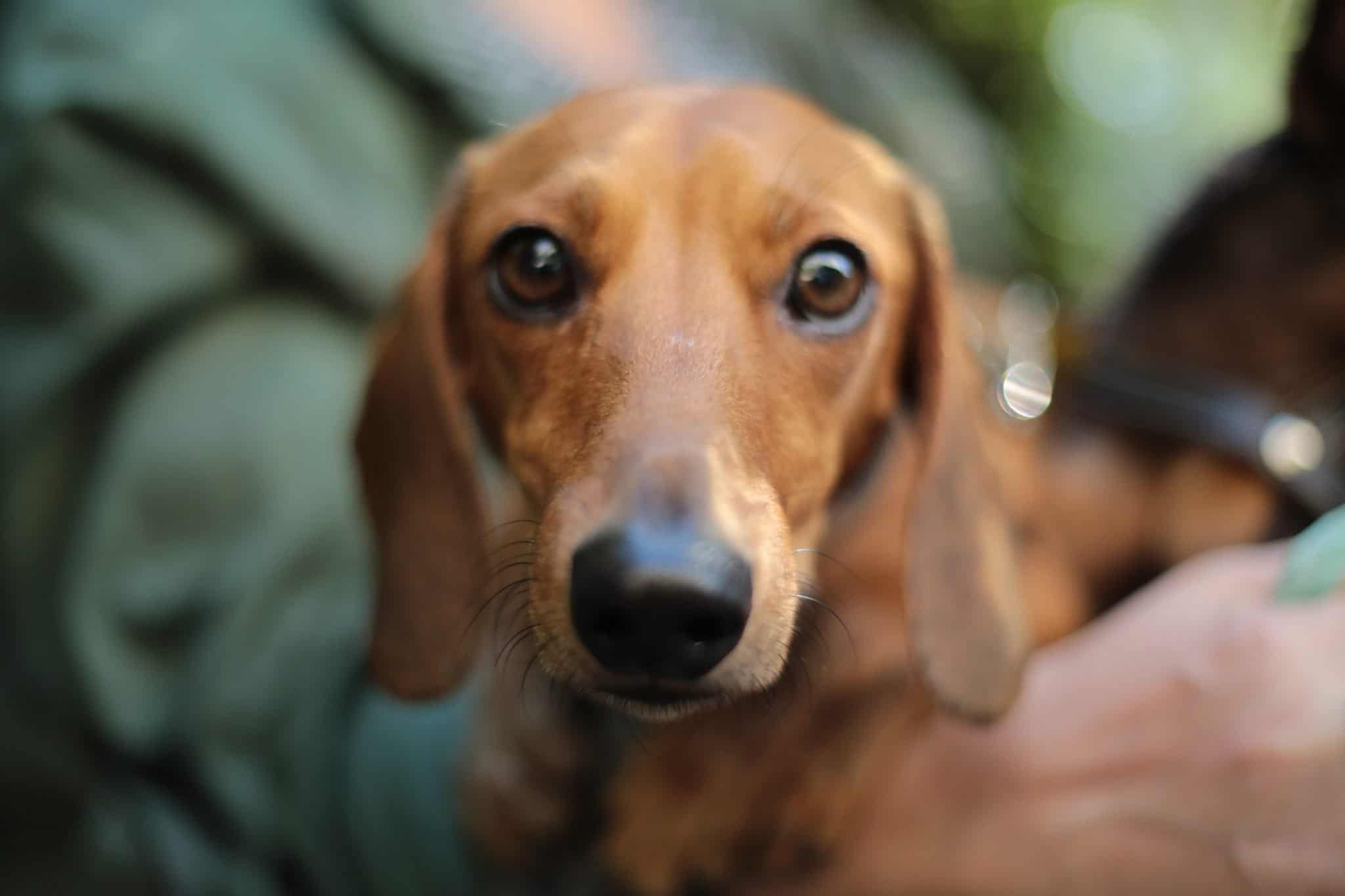 Can You Cut or Trim Your Dog's Whiskers? PawLeaks