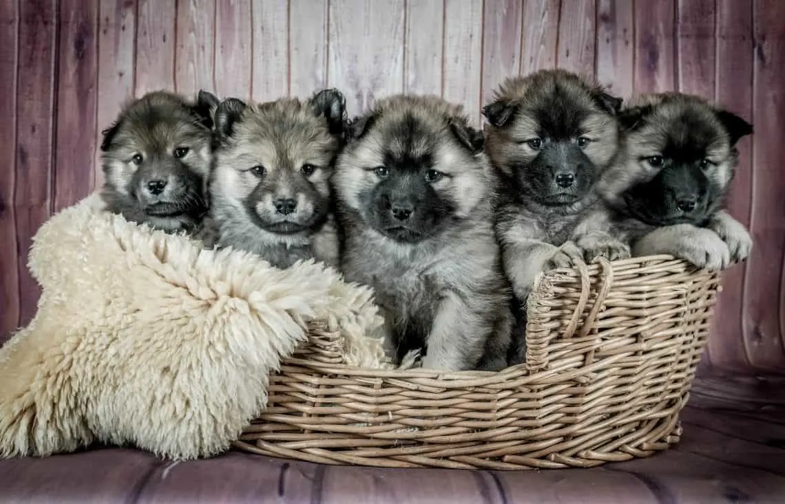 Five puppies sitting in a basket.