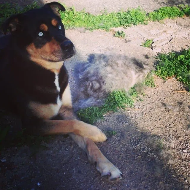 Rottweiler Husky mix next to a lot of fur after brushing