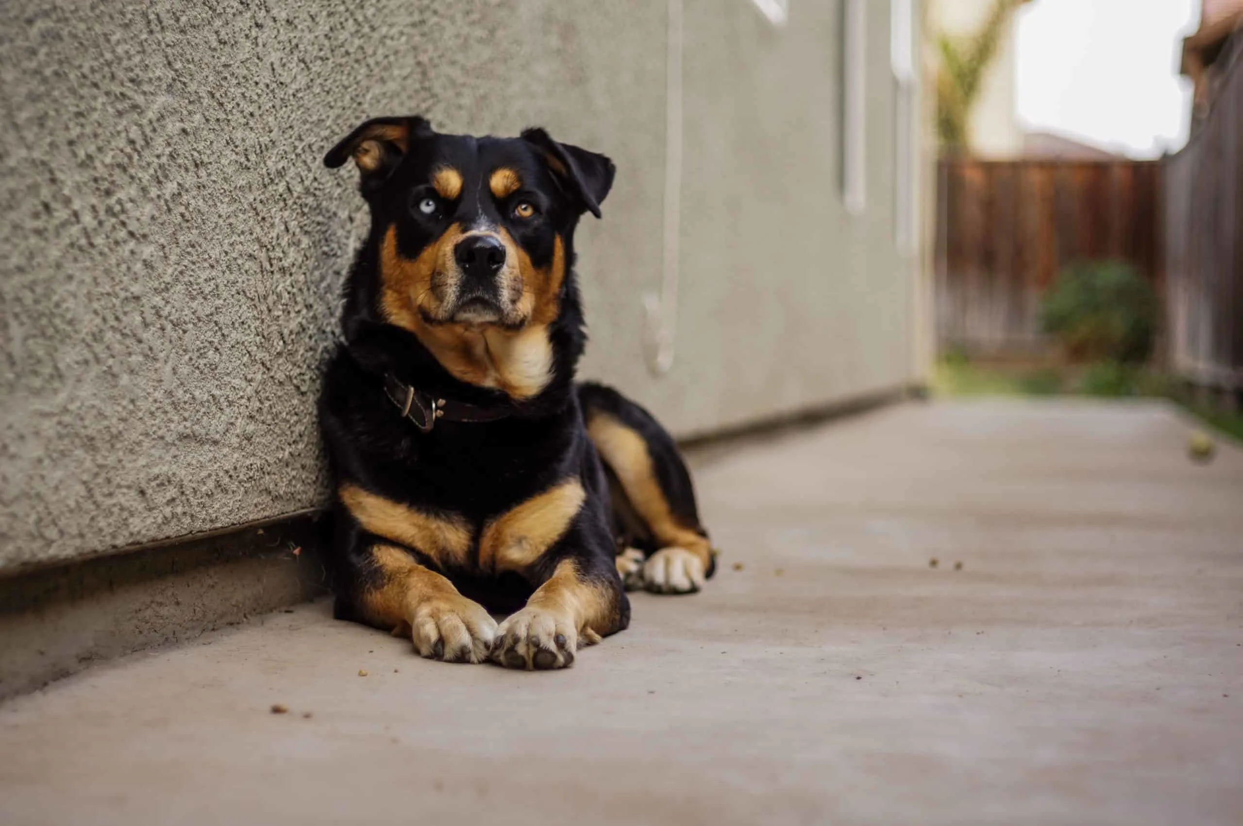 german shepherd rottweiler pitbull husky mix