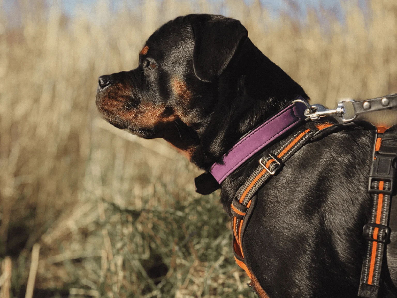 Rottweiler with shiny coat.