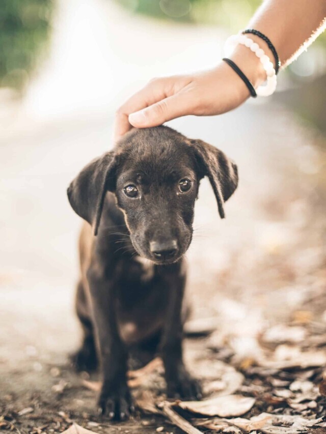 Why Some Dogs Growl When Petted