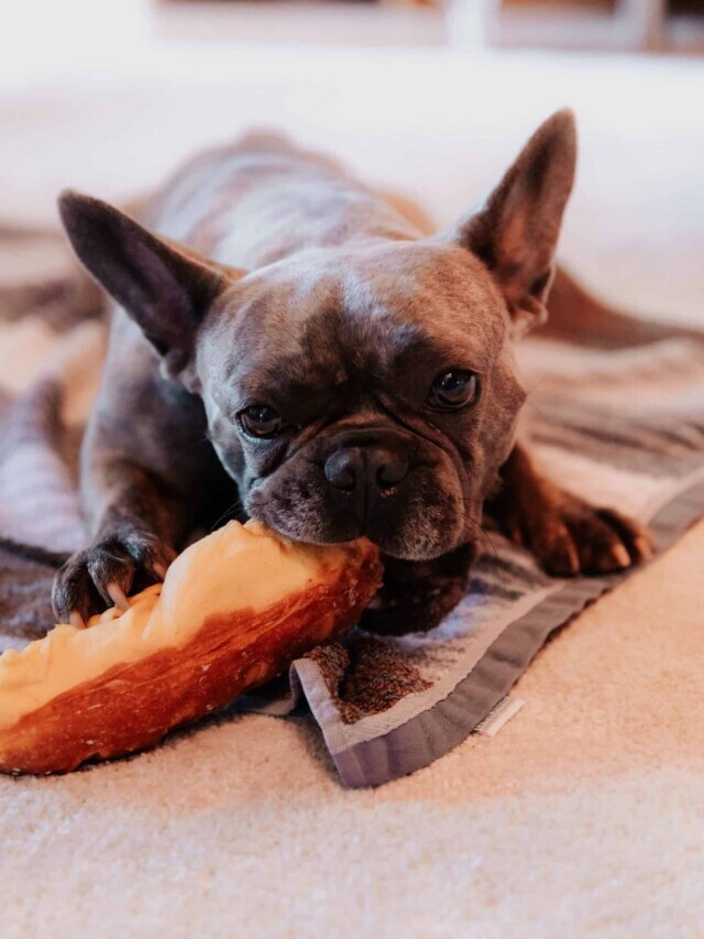 How to Stop & Prevent Dog Food Aggression