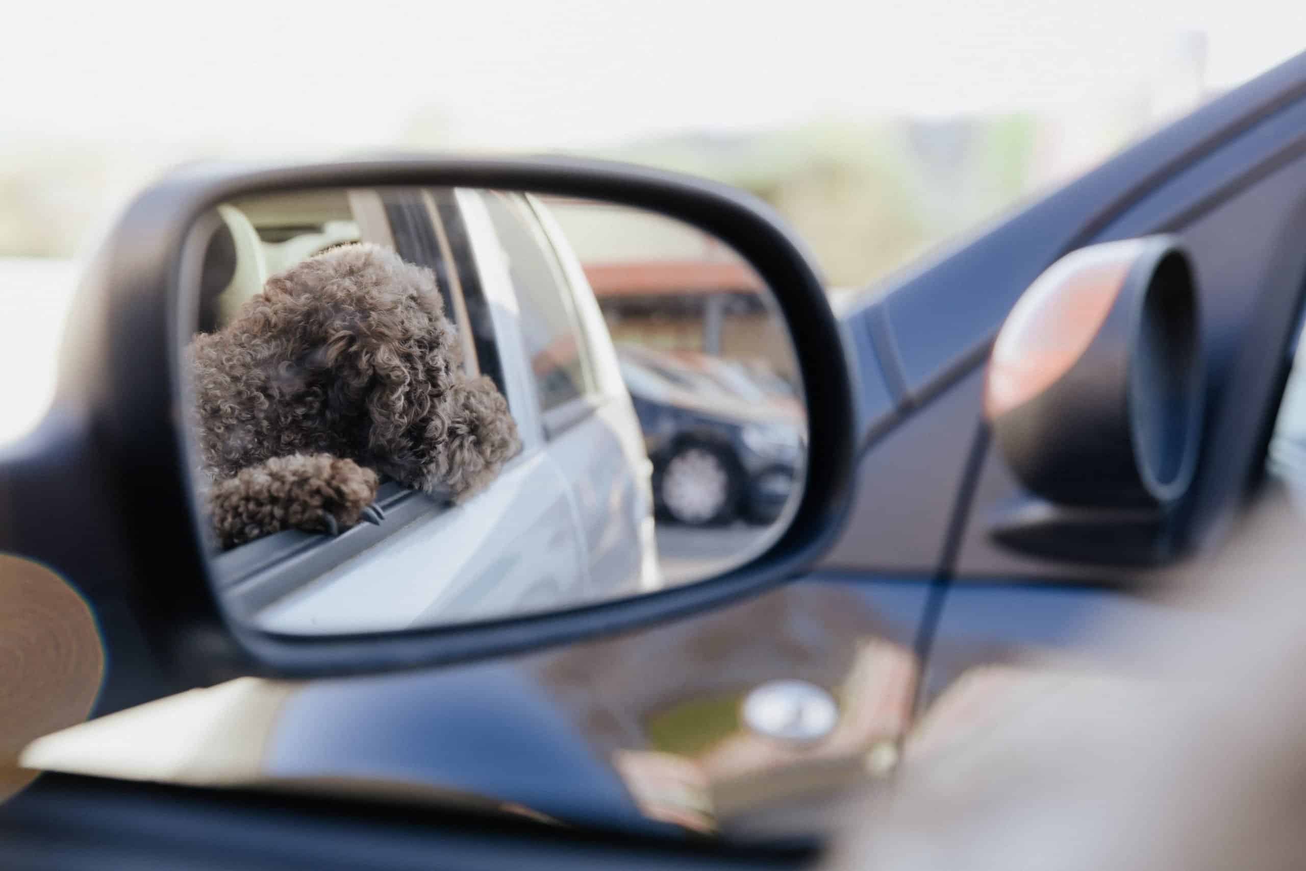 A dog with curly hair is left alone in the car and visible in the mirror.